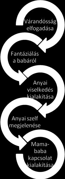 141 Az anyává válás folyamatát az alábbi állomásokkal írhatjuk le: Nehézség azonosítása Nehézségek rövid összefoglalása Az anyai szerep és a feleség szerep összehangolása A férfi és nő nemcsak nemi,