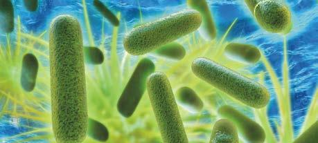 MIKROBIOLÓGIAI Kozmetikai készítmények Mikrobaszám telepszámlálás és kimutatás Candida albicans jelenléte kimutatás dúsítással Escherichia coli jelenléte kimutatás dúsítással Pseudomonas aeruginosa
