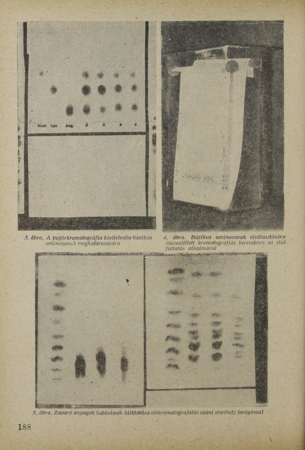 3. ábra. A papírkromalográfia kivitelezése bázikus aminosavuk meghatározására 4. ábra. Bázikus aminosavak elválasztására összeállított kromatográfiás berendezés az első futtatás alkalmával 5.