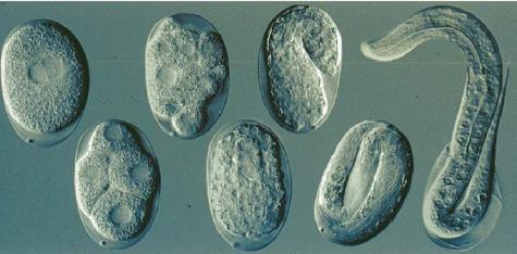 Az embrió burka (egg shell) átlátszó: fénymikroszkóp segítségével az egyedfejlődés