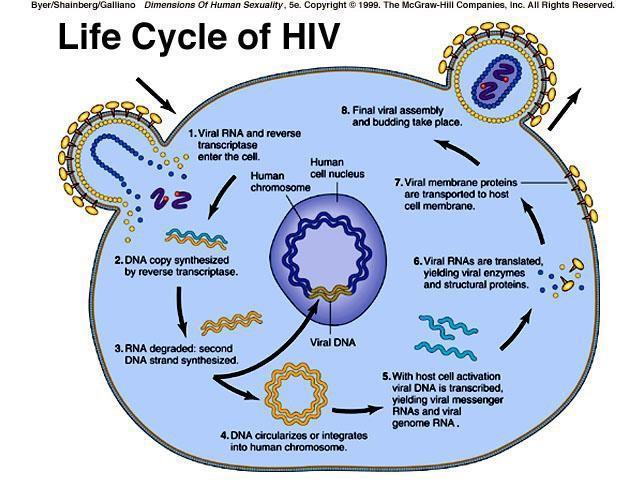 A lentivírus életciklusa, és ennek felhasználása a transzgenezisben Vírus összeszerelés Belép a vírus a sejtbe Emlőssejt kromoszóma