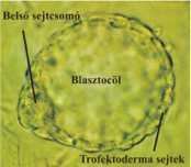 DMEM, 20%FCS tripszin ES