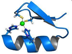 Cink finger nukleázok A cink finger fehérjék kis strukturális fehérjemotívumok, a stabil szerkezethez