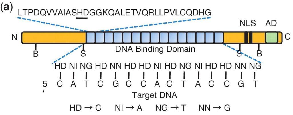 A TALEN technológia: TAL effector+ FokI endonukleáz TAL effector DNS kötődomén felhasználása Xantomonas baktérium termeli, bejut a növényi sejtmagba, és olyan géneket aktivál, mely a