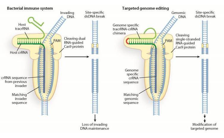 CRISPR/Cas9