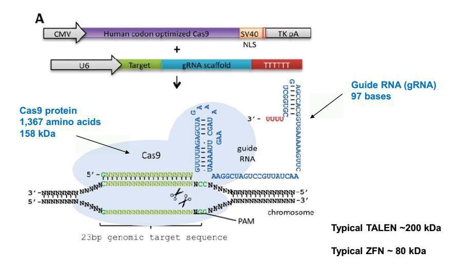 CRISPR/Cas9 rendszer https://www.youtube.com/watch?