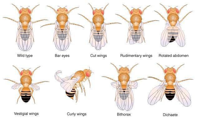 Vad típus Drosophila