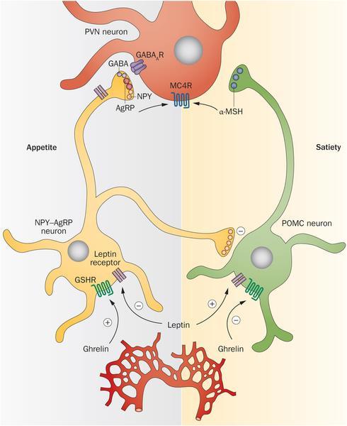 Nasrallah et al., Nat.Rev.Endocrinol.