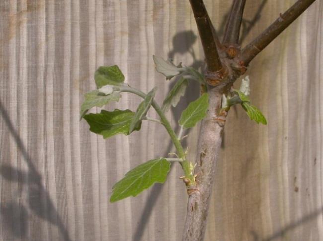 Micropropagation of Leuce-poplars 143 Figure 1.
