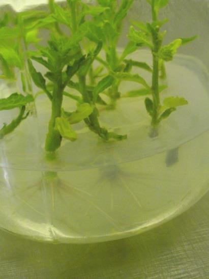 avoid these plant-physiological abnormalities. The vitrified cultures have to be eliminated. 3.
