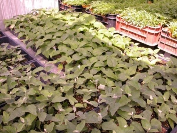This is one of the most difficult parts of the micropropagation procedure.