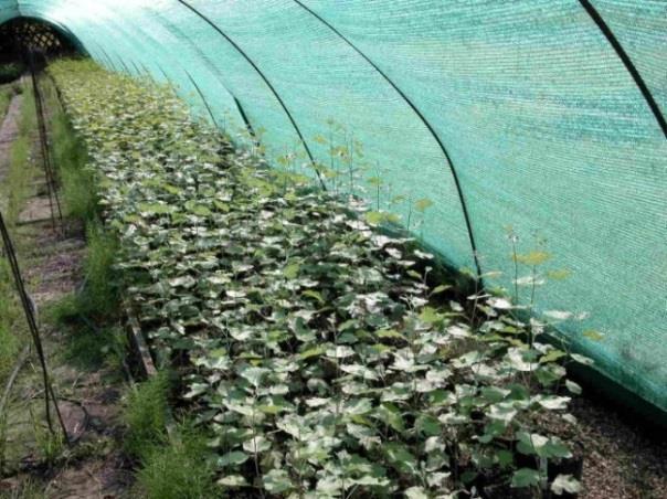The quality of the substrate has to be chosen to fit the requirement of the plant species. With trees, usually fibre, reach substrate with high water capacity and a ph of about 6 6.5 can be used.