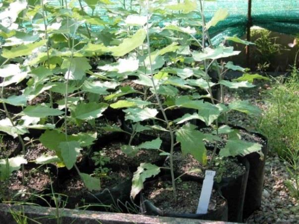 case of forest-trees (Figure 10, 11, 12). Figure 10. Micropropagated H-325 Leuce poplar clone in the nursery garden Figure 11. Growth of the H-384 clone in the nursery Figure 12.