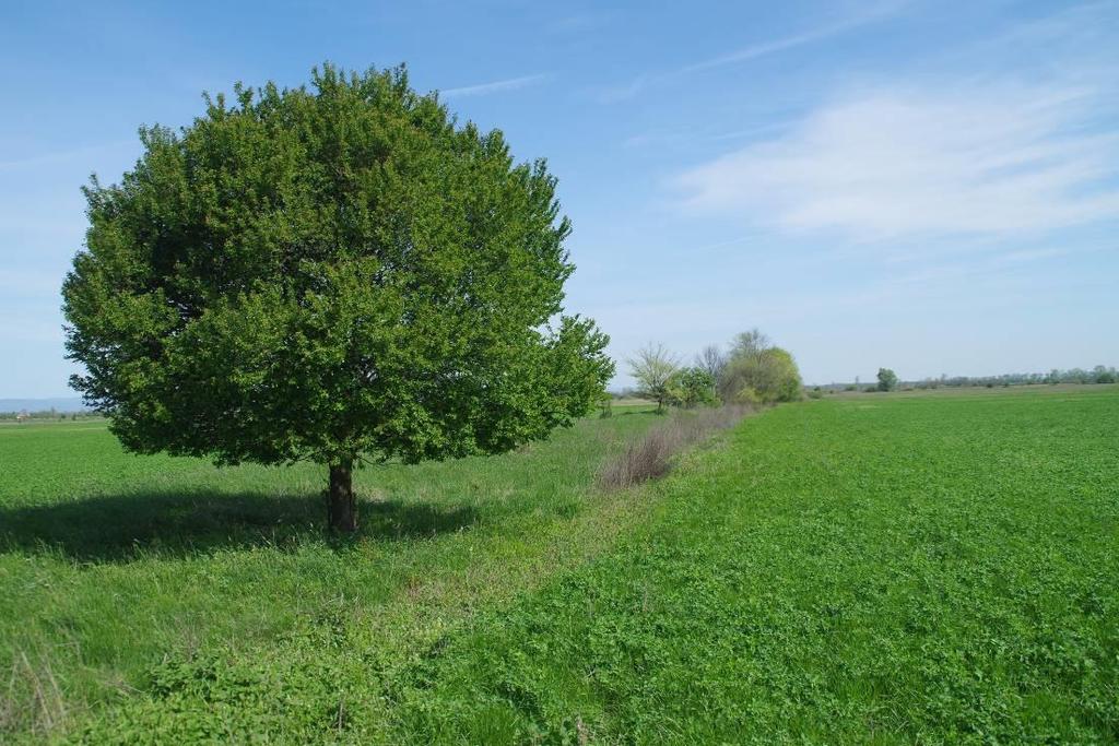 3. kép: Lucernatábla,