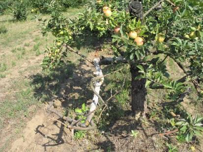 Főleg intenzíven metszett ültetvényekben javasolható használata többször is. A jégvert ültetvényekben fokozottan ajánlott a réz használata.