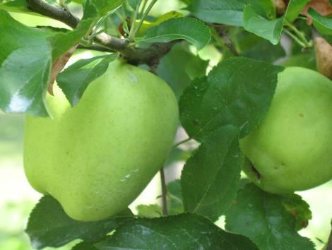 ALMA Gyorsan érik az alma, a termést a gombabetegségek már nem fertőzik. A kontakt készítmények használata javasolt a betakarításig. Ahol a fajta bírja, ott a réz használatát helyezzük előtérbe.