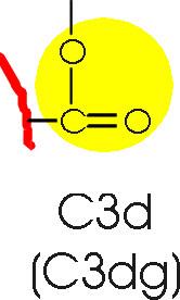 Alternatív út: C3 molekula