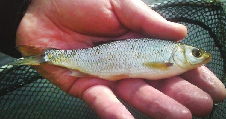 Magyar Haltani Társaság hírei Nyúldomolykó (Leuciscus leuciscus) a Sződi-patakban Nyúldomolykó a Sződi-patakból (Szakonyi Zita felvétele) 2013 májusának első napján Sződliget határában, az Új utcai