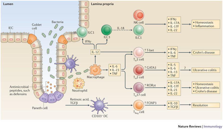 vedő betegek nyálkahártyájában (Kobayashi et al., 2008). Emellett a Th17-sejtek fontosak az IL-21 citokin termelésében, amely fokozottan van jelen IBD-s betegek nyálkahártyájában (Sarra et al., 2010).