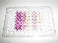 edu/ap3/therapeutics-screening-methods) Az MTT-teszt lépései: sejtek kipipettázása a wellekbe(1), kezelés(2), inkubációs periódus(3), MTT hozzáadása, abszorbancia mérése ELISA