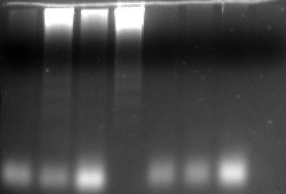 2 kísérleteinkben alkalmazott nagy koncentrációjú geldanamycin (1 µg/ml) apoptotikus sejthalált okoz, melyet a proteinkináz R proteolítikus aktivációja előz meg.