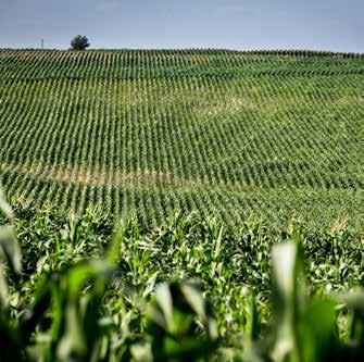 Csőfuzáriummal szemben jó ellenálló képeséggel rendelkezik Ajánlott tőszám 68-70 ezer szem/ha Termésátlag: 2017-ben 13,00 t/ha (Ebes); 12,64 t/ha (Sárvár); 12,47 t/ha (Dabronc); 11,55 t/ha