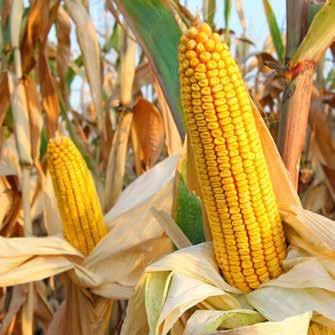EU INITIO FAO 440, kettős hasznosítás Stabil terméshozam a késői éréscsoportban Dőlésre, szártörésre nem hajlamos Középmagas méretű Kiváló szem-csutka arány jellemzi A csöveken termőhelyi