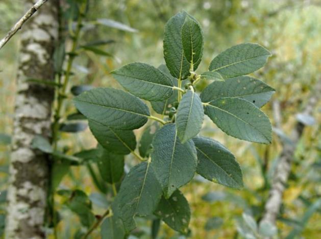 Feketedő fűz (Salix myrsinifolia) Egyetlen hazai előfordulása (1998, Király & Bölöni) Észak-északkelet
