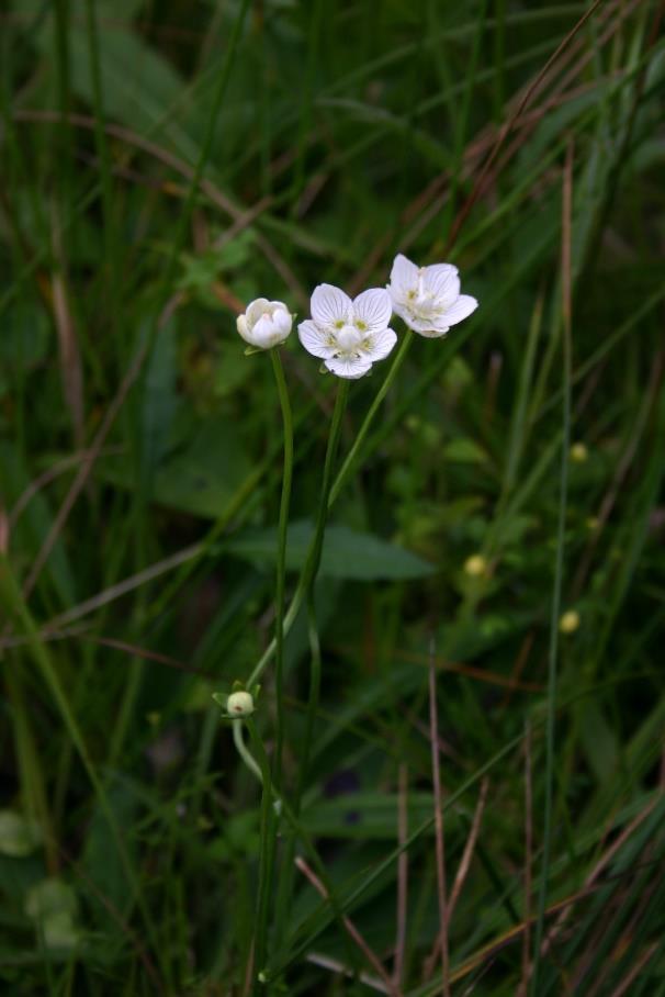 Fehérmájvirág (Parnassia palustris)