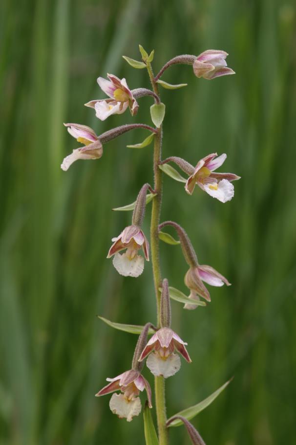 További védett növényfajok a teljesség igénye nélkül Kormos csáté (Schoenus nigricans) Bugás sás (Carex paniculata) Lápi sás (Carex