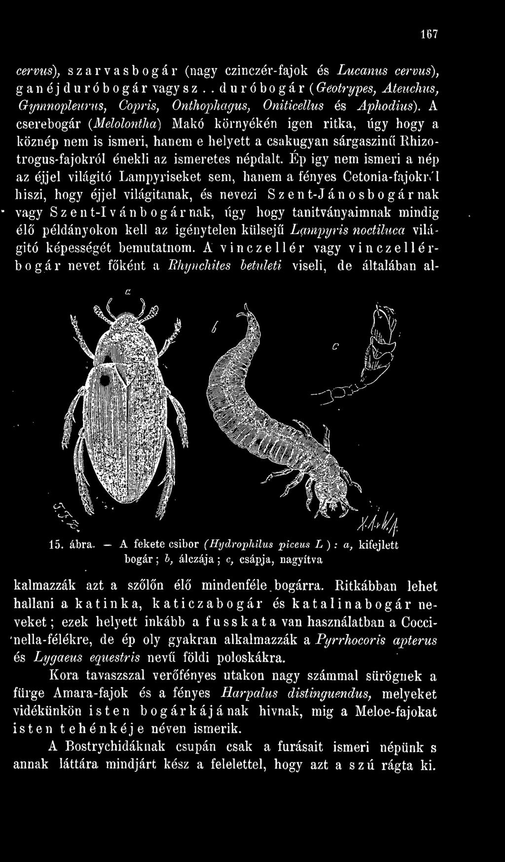 képességét bemutatnom. A vinczellér vagy vi n ez e 11 érbogár nevet fként a Rhynchües betuleti viseli, de általában al- UÍ//J; 15. ábra.