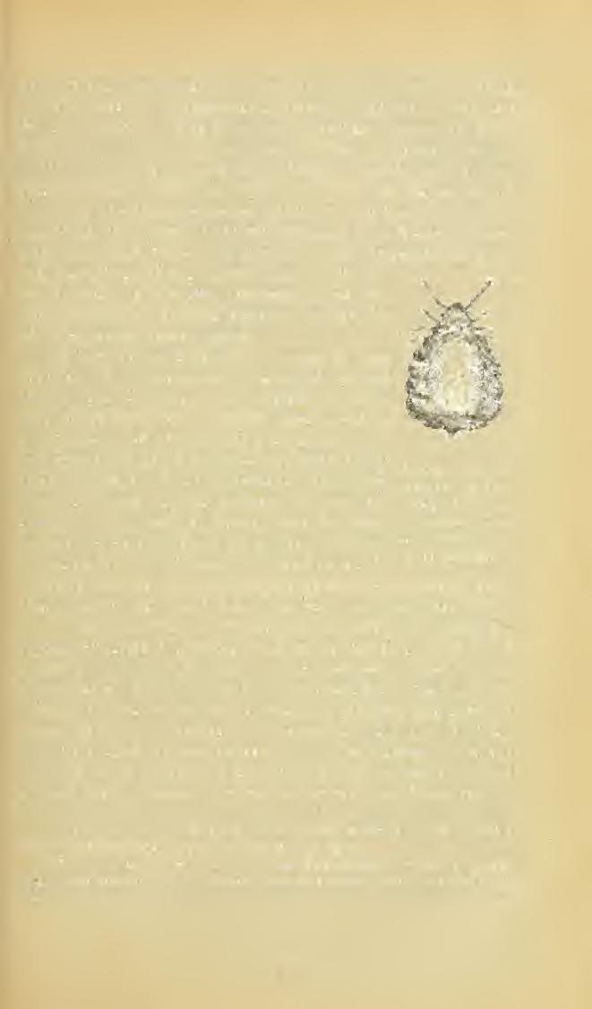 ; 157 az illet kukoriczaszárak pusztulását bizonyos apró rovarok idézték el, a melyeket pajzsletveknek tartván, 1824-ben Coccús zeae Ma"dis név alatt leírt és róluk az ide mellékelt rajzot (14.