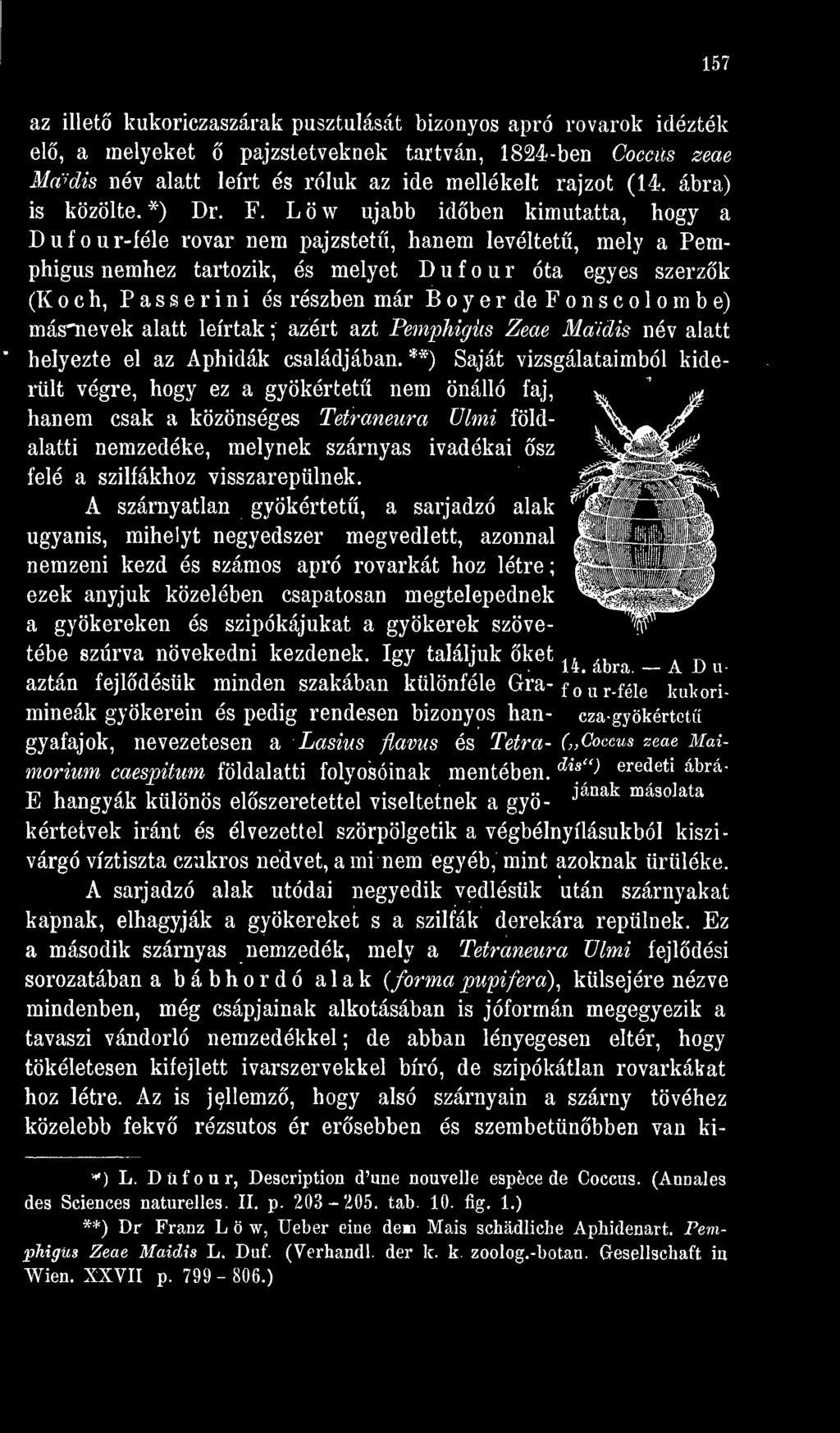 **) Saját vizsgálataimból kiderült végre, hogy ez a gyökórtet nem önálló faj, hanem csak a közönséges Tetraneura ülmi földalatti nemzedéke, melynek szárnyas ivadékai sz felé a szilfákhoz
