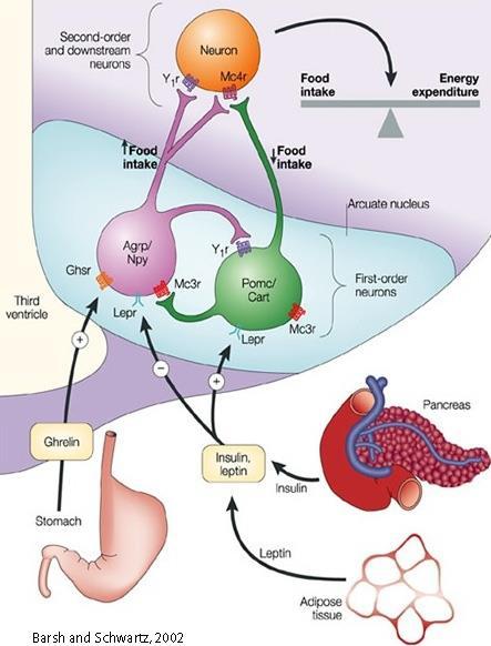 Anyag és energiaforgalom szabályozása Ghrelin: a gyomorban termelődő peptid (éhségérzetet fokozza, evést indukál) Leptin:zsírszövetből felszabaduló