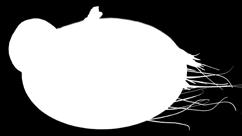 csomagolt, Onchoryncus