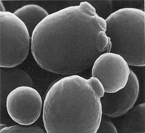 Tesztszervezet: Saccharomyces cerevisiae Egyes vegyületek ösztrogén- és androgénhatásának kimutatására