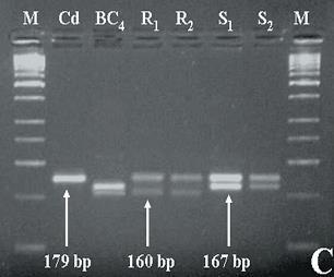 rotundifolia-ból származó Run1 gén markerezése a BC4 x Cardinal hibrid populációban. 1/A: A GLP1-12P1-P3 markerrel a PCR után genotípustól függetlenül egy 870 bp méretű DNS fragmentum szaporodik fel.