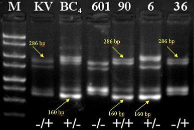 1/C: A VMC8g9 SSR markerre kapott PCR eredménye 3,5%-os metafor gélen történő elválasztást követően. A 160 bp hosszúságú DNS fragmentum kapcsolt a Run1 génnel.