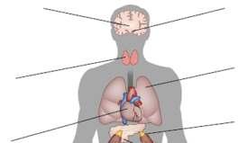 Checkpoint inhibitor kezelések sajátosságai: Mellékhatás spektrumuk is különbözik a kemoterápiknál tapasztaltaktól Nervous system Guillain-Barré syndrome Myasthenia gravis Encephalitis Thyroid