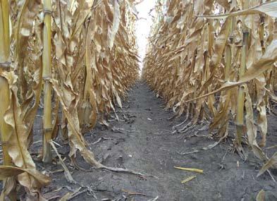 2019. ápriis 26. 3 Kukorica gyomirtás kompromisszumok nékü Az FMC-Agro Hungary Kft.