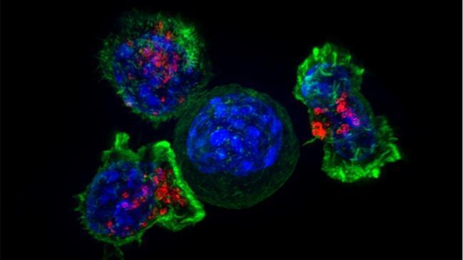 Cél: Immunrendszerre épülő új rákterápiás fejlesztés 1/ Új technológia tumorsejtkötő molekulák kinyerésére 2/ Új eljárás
