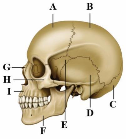 19.2.1. Fejsérülés 19.2.1.1. Mely állítások IGAZak? A fej vázát a koponyacsontok alkotják, amelyeket kívülről izmok és a bőr védi. A koponya biztosítja az agy védelmét.