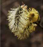 verrucosus) kutyabenge