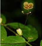 Lonicera xylosteum, ükörke