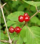 rekettyefűz Salix purpurea,