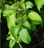 arborescens) húsos som