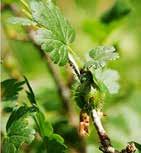 (cornus sanguinea) egybibés