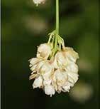 salicifolia) mogyorós hólyagfa (staphylea