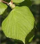 kislevelű hárs Ulmus laevis, vénic szil