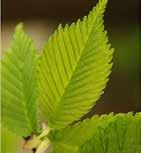 (quercus petraea ) kocsányos tölgy